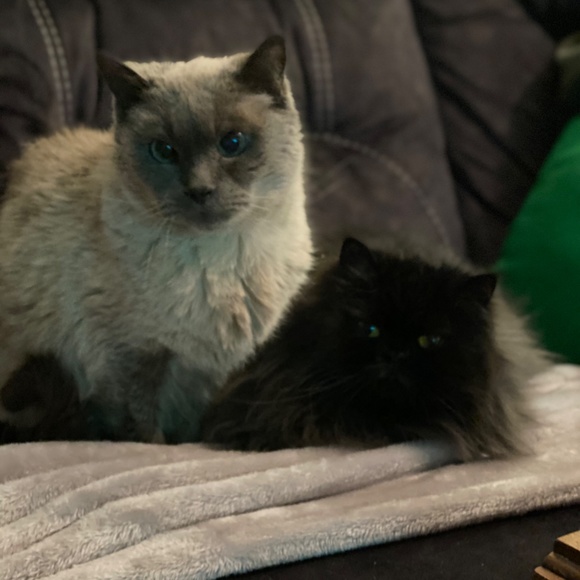 Meet your Posh Ambassador, Michelle!! - Picture 5 of 11